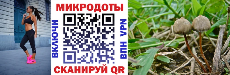 где продают   Полесск  Галлюциногенные грибы ЛСД 